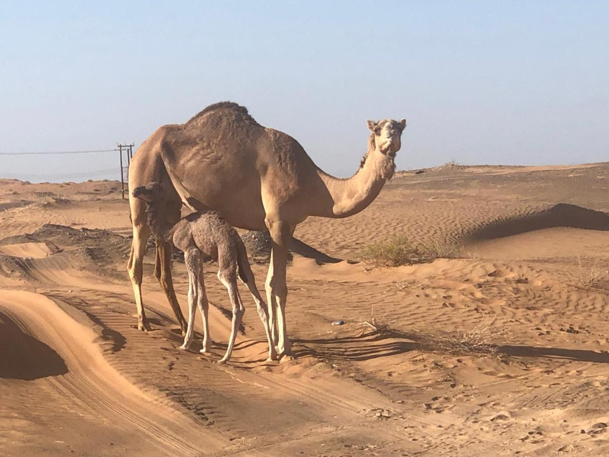 Desert Moments Glamping - Full Privacy Badīyah 外观 照片
